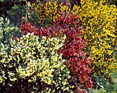 CYTISUS SP. (MIXED HYBRIDS)