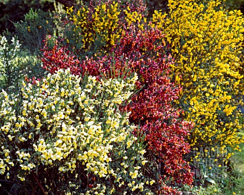 CYTISUS_SP_MIXED_HYBRIDS