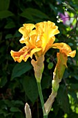 IRIS DAZZLING GOLD