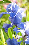 IRIS SUGAR BLUES