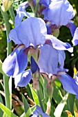 IRIS MISSOURI