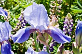 IRIS MISSOURI