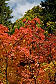 FOTHERGILLA MAJOR (MOUNTAIN WITCH ALDER)