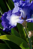IRIS BLUE SUEDE SHOES