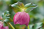 HELLEBORUS MARDI GRAS PINK-PLUM