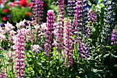 MULTI COLOURED LUPINUS POLYPHYLLUS