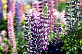 MULTI COLOURED LUPINUS POLYPHYLLUS