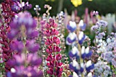 MULTI COLOURED LUPINUS POLYPHYLLUS