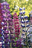 MULTI COLOURED LUPINUS POLYPHYLLUS