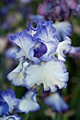 IRIS TAKE FIVE