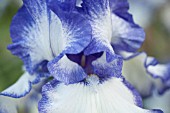 IRIS TAKE FIVE