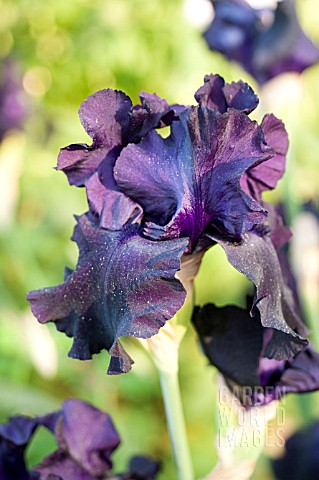 IRIS_BLACK_TIE_AFFAIR