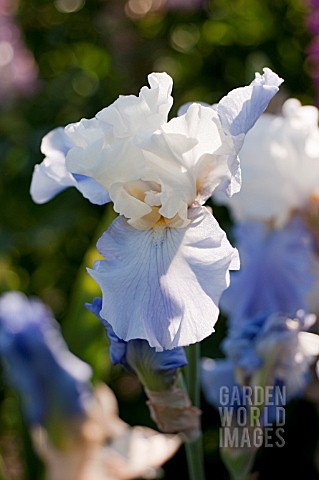 IRIS_STAIRWAY_TO_HEAVEN