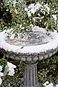 RHAMNUS ALATERNUS VARIEGATUS, WITH SNOW COVERED BIRD BATH