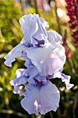 IRIS PACIFIC MIST