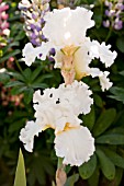 IRIS DEVONSHIRE CREAM