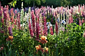 MULTI COLOURED LUPINUS POLYPHYLLUS