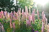 MULTI COLOURED LUPINUS POLYPHYLLUS