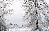 FROST COVERED TREES ON WINTER SOLSTICE, WASHINGTON