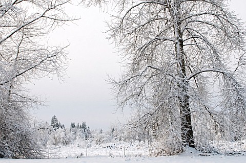 FROST_COVERED_TREES_ON_WINTER_SOLSTICE_WASHINGTON