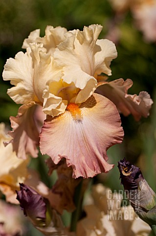 IRIS_HIGH_CHAPARRAL