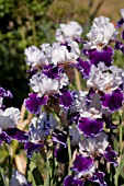 IRIS ROYAL SNOWCAP