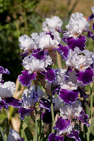 IRIS_ROYAL_SNOWCAP