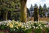 NARCISSUS SORBET WITH NARCISSUS CYCLAMINEUS