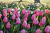 PINK SINGLE EARLY TULIPS