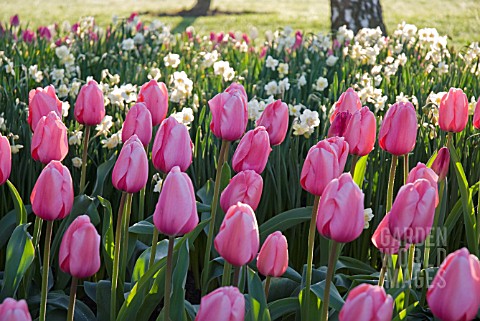 PINK_SINGLE_EARLY_TULIPS