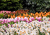 NARCISSUS TAZETTA GERANIUM WITH PINK AND WHITE TRIUMPH TULIPS AND ORANGE EMPEROR FOSTERIANA