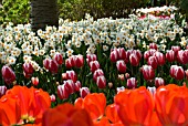 NARCISSUS TAZETTA GERANIUM WITH RED AND WHITE SINGLE EARLY TULIPS