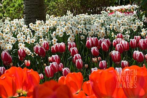 NARCISSUS_TAZETTA_GERANIUM_WITH_RED_AND_WHITE_SINGLE_EARLY_TULIPS