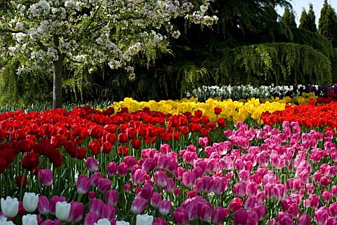 FIELD_OF_RED_YELLOW_PINK_PURPLE_AND_WHITE_SINGLE_EARLY_TULIPS_UNDER_APPLE_TREE_IN_BLOSSOM