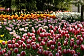 TULIPA REMBRANDT KEIZERSKROON WITH NARCISSUS TAZETTA GERANIUM