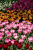 PINK, PURPLE, RED AND YELLOW SINGLE EARLY TULIPS