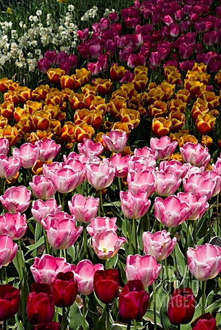 PINK_PURPLE_RED_AND_YELLOW_SINGLE_EARLY_TULIPS