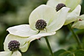 CORNUS FLORIDA