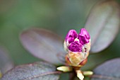 RHODODENDRON PJM, EMERGING FLOWER BUD