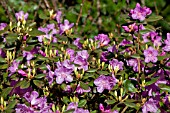 RHODODENDRON PJM