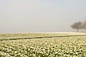 DAFFODIL FIELDS, SKAGIT VALLEY, WASHINGTON.