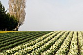 DAFFODIL FIELDS, SKAGIT VALLEY, WASHINGTON.