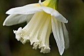 NARCISSUS MOUNT HOOD