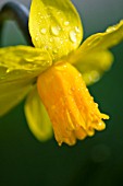 NARCISSUS CYCLAMINEUS JETFIRE