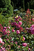 ROSA GENE BOERNER, FLORIBUNDA ROSE