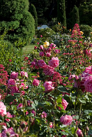 ROSA_GENE_BOERNER_FLORIBUNDA_ROSE