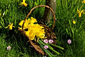 DUTCH MASTER DAFFODILS IN BASKET WITH PRUNUS BLOSSOM, APRIL.