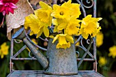 KING ALFRED DAFFODILS IN WATERING