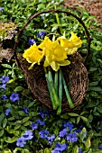 KING ALFRED DAFFODILS IN BASKET