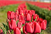 TULIPA APELDOORN